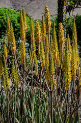 Aloes striatula. Marvelous exotic flowers. Yellow high flowers in a tropical climate. The flowering process of the aloe vera plant.