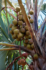 Llala palm fruit hyphaene coriacea