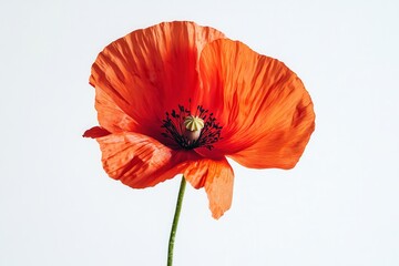 Single vivid red poppy flower on pristine white background for nature lovers and floral decoration inspirations