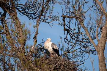 stork in the nest