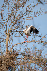 stork in the nest