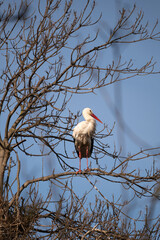 yellow billed stork