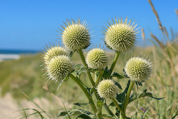 Obraz premium Beautiful dune grass on the beach with a sea background. Close-up of beautiful spiky, puffy flowers growing in the sand on a sunny day, with ample copy space.