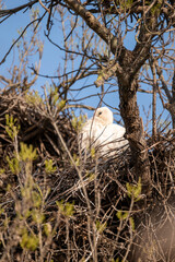 bird nest on tree