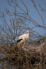 stork in the nest