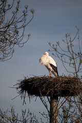 stork in the nest