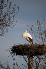 stork in the nest