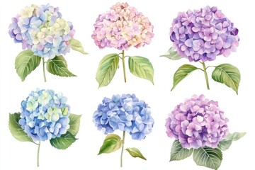 Six watercolor hydrangea blossoms in various colors.