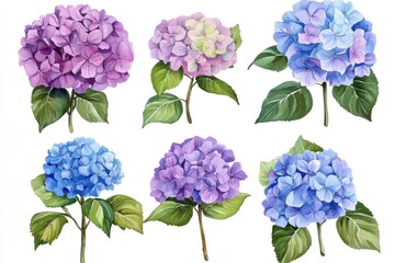 Six watercolor hydrangea blossoms in purple, blue, and lavender.