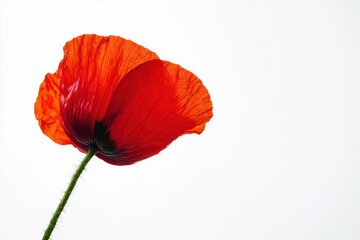 Delicate red poppy blossom on white backdrop for nature-inspired designs and floral aesthetics. Perfect resource for artists, designers, and botanical enthusiasts