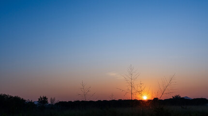 sunrise sky with silhouette of grass in foreground
