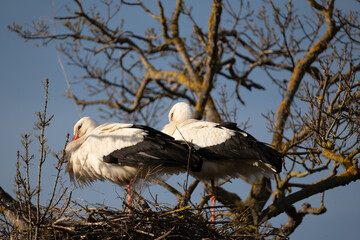 stork in the nest