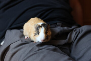 People take care of the guinea pig and play with it.