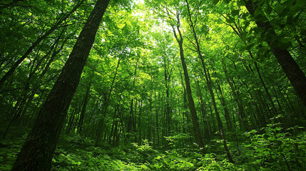 Fototapeta premium A lush forest scene with tall trees and vibrant green foliage, creating a serene atmosphere under a bright canopy.