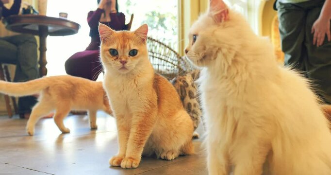 Golden british shorthair and white persian cats lounging together inside cozy cat cafe, resting near cafe patrons enjoying beverages