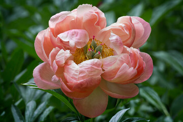 Close-up of a pink peony. Peony variety 'Coral sunset' in the garden