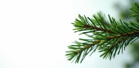 Naklejka premium Dark green pine branch with long needles, against bright white backdrop , needles, macro, texture