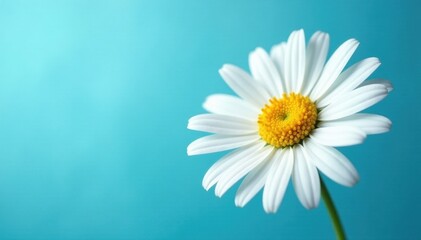 Naklejka premium Delicate white daisy, soft blue background, vibrant center, photography, delicate, white