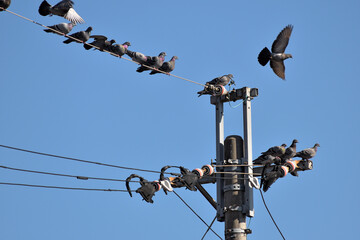電線にとまる鳩の群れ