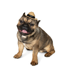 Happy dog ​​sitting in cowboy hat isolated on white background. French bulldog in sheriff hat. Pet in a funny hat. Clothes for pets.