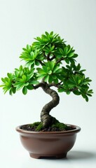 Isolated Serissa foetida bonsai, clean backdrop Elegant simplicity , growth, texture, clean