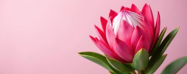 Obraz premium Majestic king protea, vibrant pink petals, isolated , detail, south africa