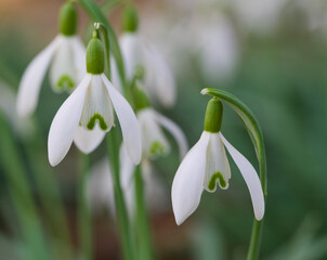 Beautiful close-up of a galanthus nivalis flower