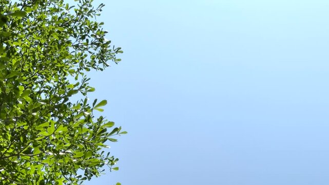 Ivory coast almond or Black afara tree Green leaves with sunlight in the garden 4k Video