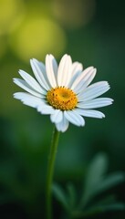 Obraz premium Perfect daisy, sharp detail, seamless clipping path, vibrant colors , vibrant, image, yellow