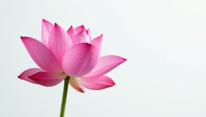 Fototapeta premium Pink lotus blossom, pristine white background, spa, white background