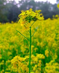 rape seed field