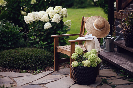 Patio decorated with blooming hydrangeas paniculata and wooden armchair. Summer garden view. Backyard relax area.