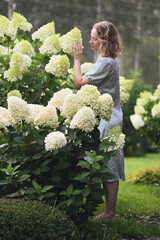 Woman gardener in blue dress with white blooming hydrangeas paniculata in summer cottage garden
