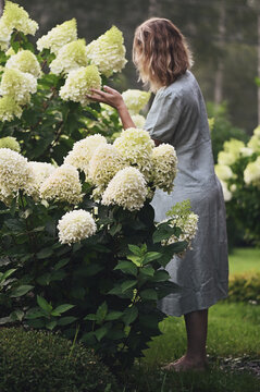 Woman gardener in blue dress with white blooming hydrangeas paniculata in summer cottage garden
