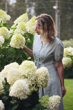 Woman gardener in blue dress with white blooming hydrangeas paniculata in summer cottage garden