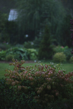 Euonymus alatus (winged) in misty evening foggy garden