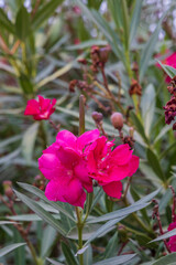 Closeup of blooming pink oleander flower