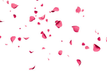 Pink rose petals falling overlay 3d render