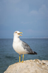 Herring gull posing for the camera along the Adriatic sea in Slovenia
