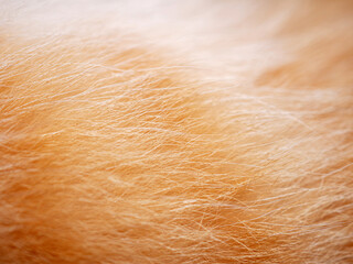 Macro of details fur orange cat, background and Texture fur orange tabby cat