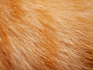 Macro of details fur orange cat, background and Texture fur orange tabby cat