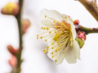 雨に濡れた梅の花と蕾57