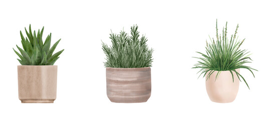 House plants in flower pots, succulent in set. Watercolor digital illustration. Green agave, fluffy rosemary and sedge in ceramic pots isolated on white background. For home decor.
