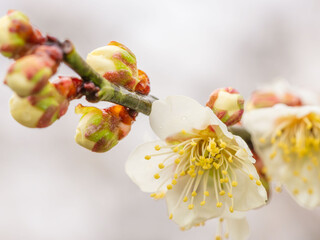 雨に濡れた梅の花と蕾58