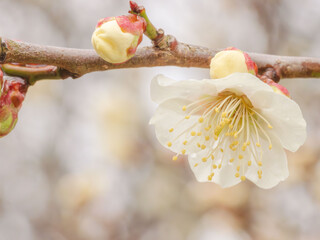 雨に濡れた梅の花と蕾25