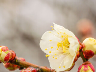 雨に濡れた梅の花と蕾05