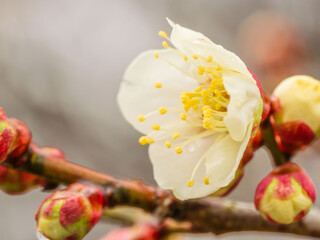 雨に濡れた梅の花と蕾04