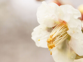 雨に濡れた梅の花と蕾06