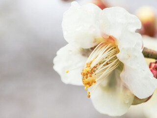雨に濡れた梅の花と蕾08
