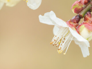 雨に濡れた梅の花と蕾14
